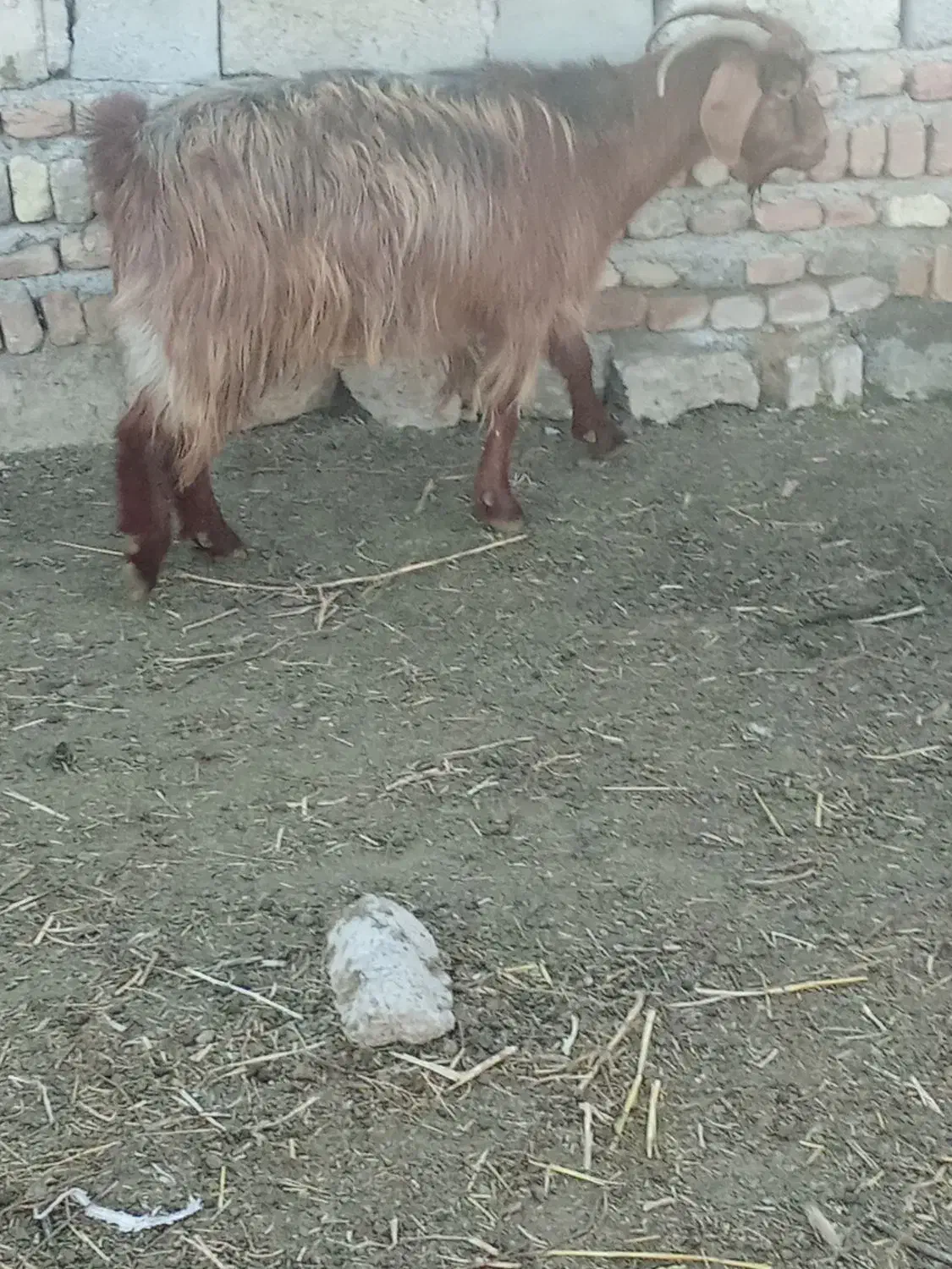 فروشی بز|حیوانات مزرعه|قشلاق دشت, |دیوار