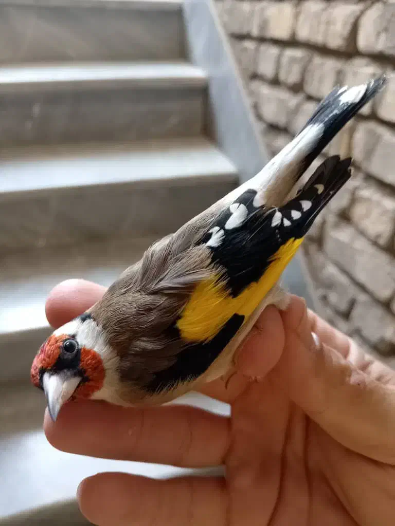 سهره نر ماده مولد وجوجه نقش|پرنده|شاهین‌شهر, حاجی آباد|دیوار