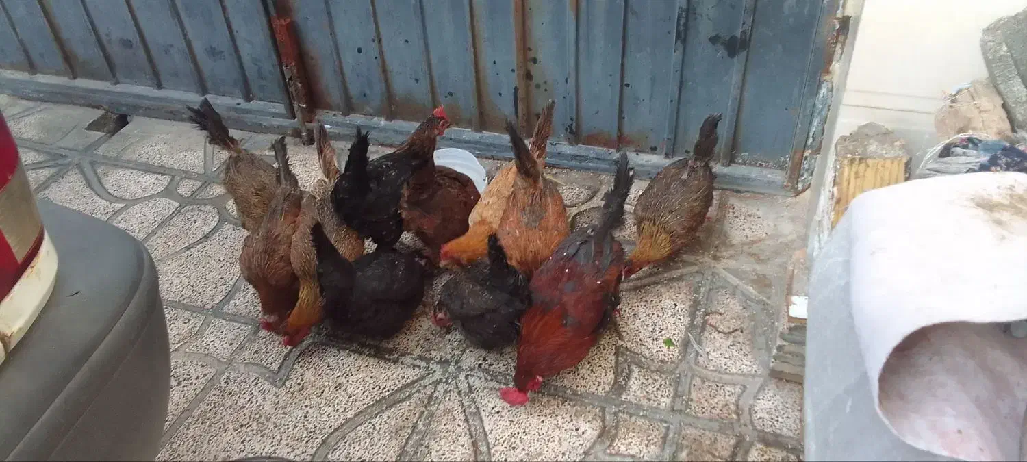 مرغ محلی|حیوانات مزرعه|ماهدشت, |دیوار