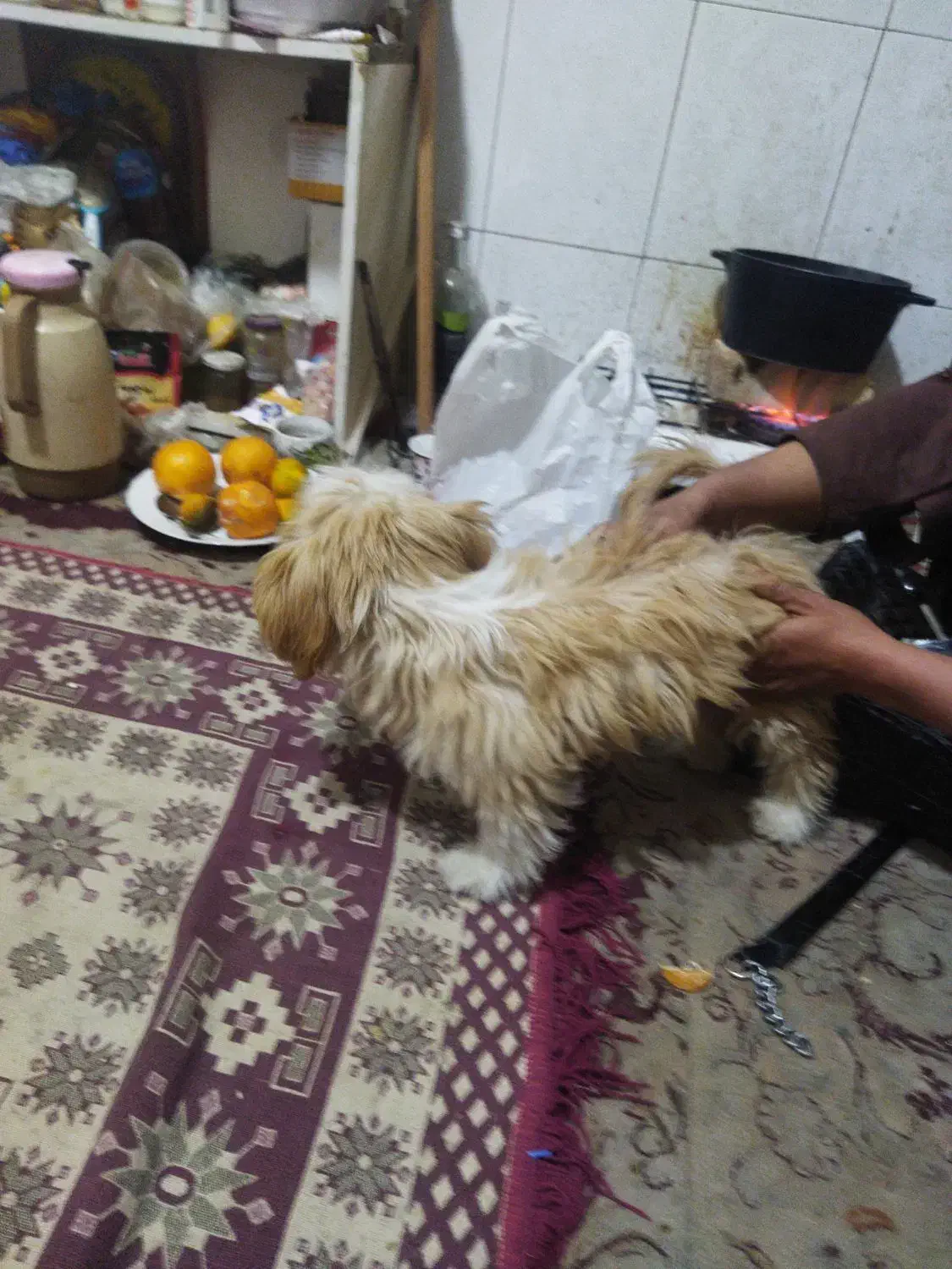 سگ پاپی|سگ|شاهینشهر, خانه کارگر|دیوار