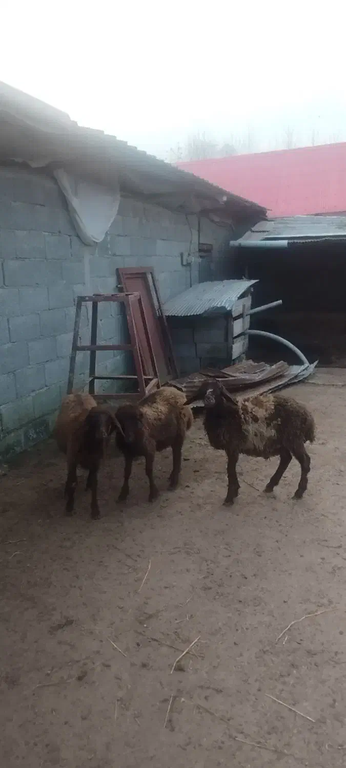 3بره غزل افشار دوتا نر یکی ماده|حیوانات مزرعه|شاندرمن, |دیوار