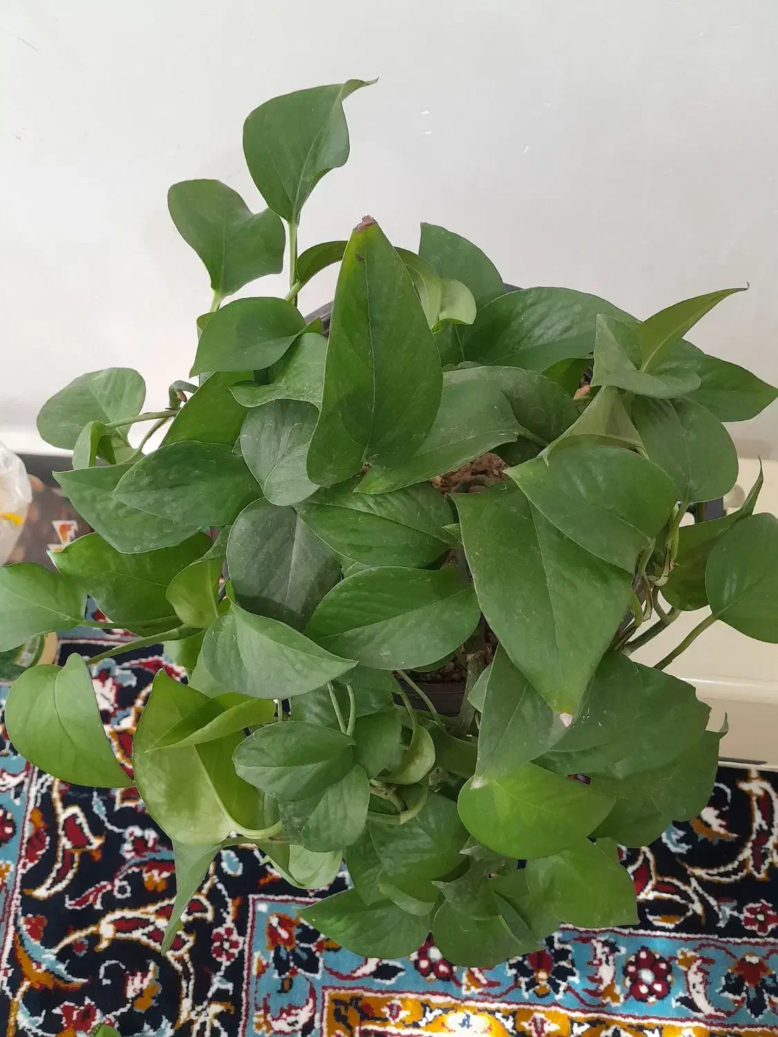 گل پتوس|گل و گیاه طبیعی|بروجرد, |دیوار