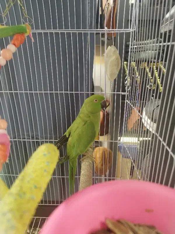 طوطی ملنگو|پرنده|مشهد, چهارچشمه|دیوار