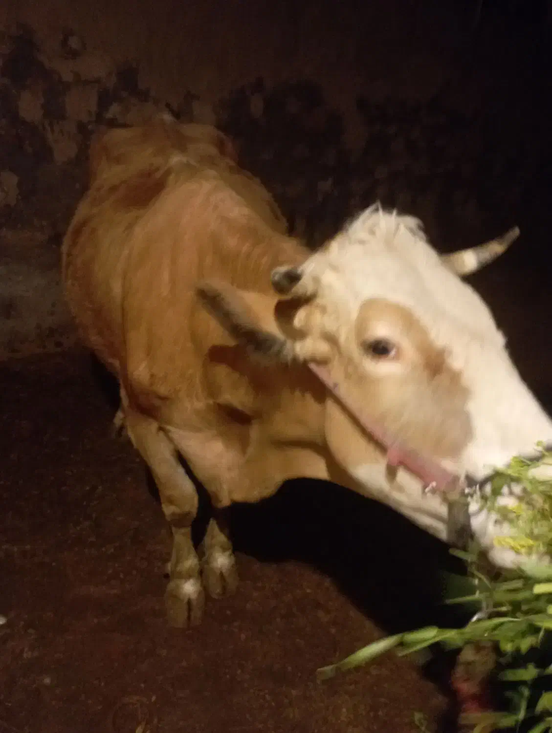 گاو|حیوانات مزرعه|کوهدشت, |دیوار