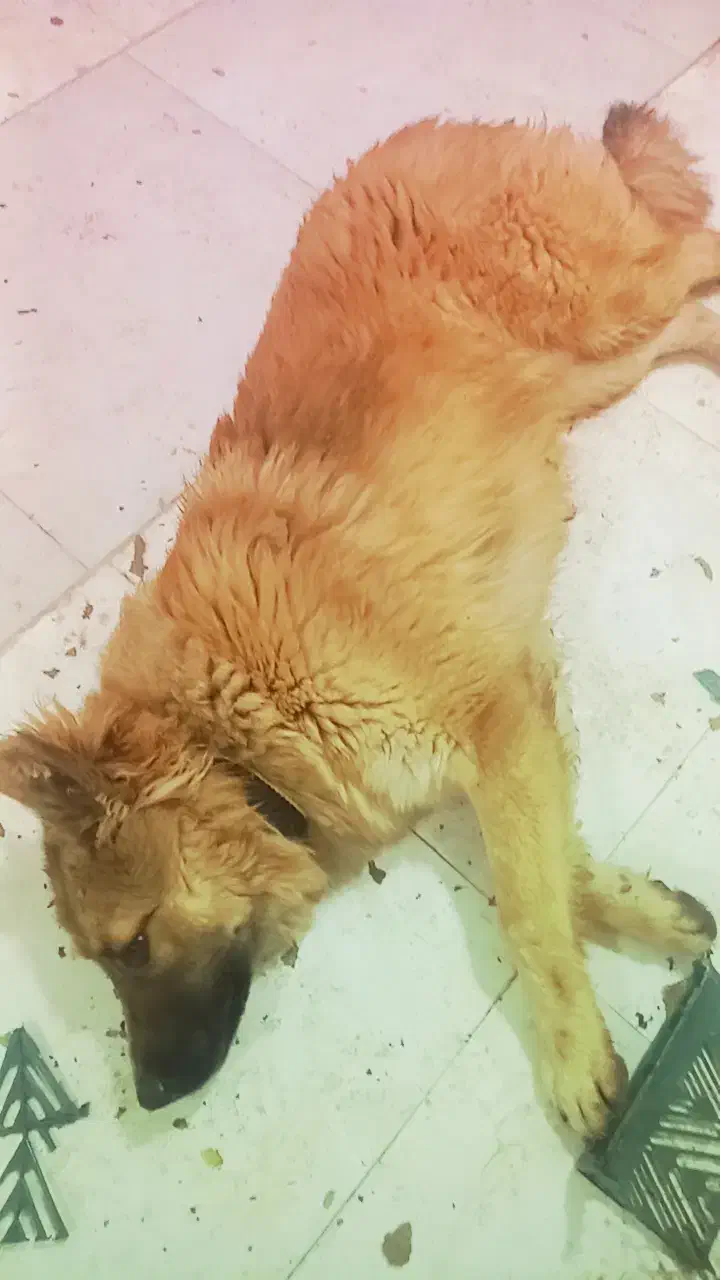 فروش سگ|سگ|اردبیل, |دیوار