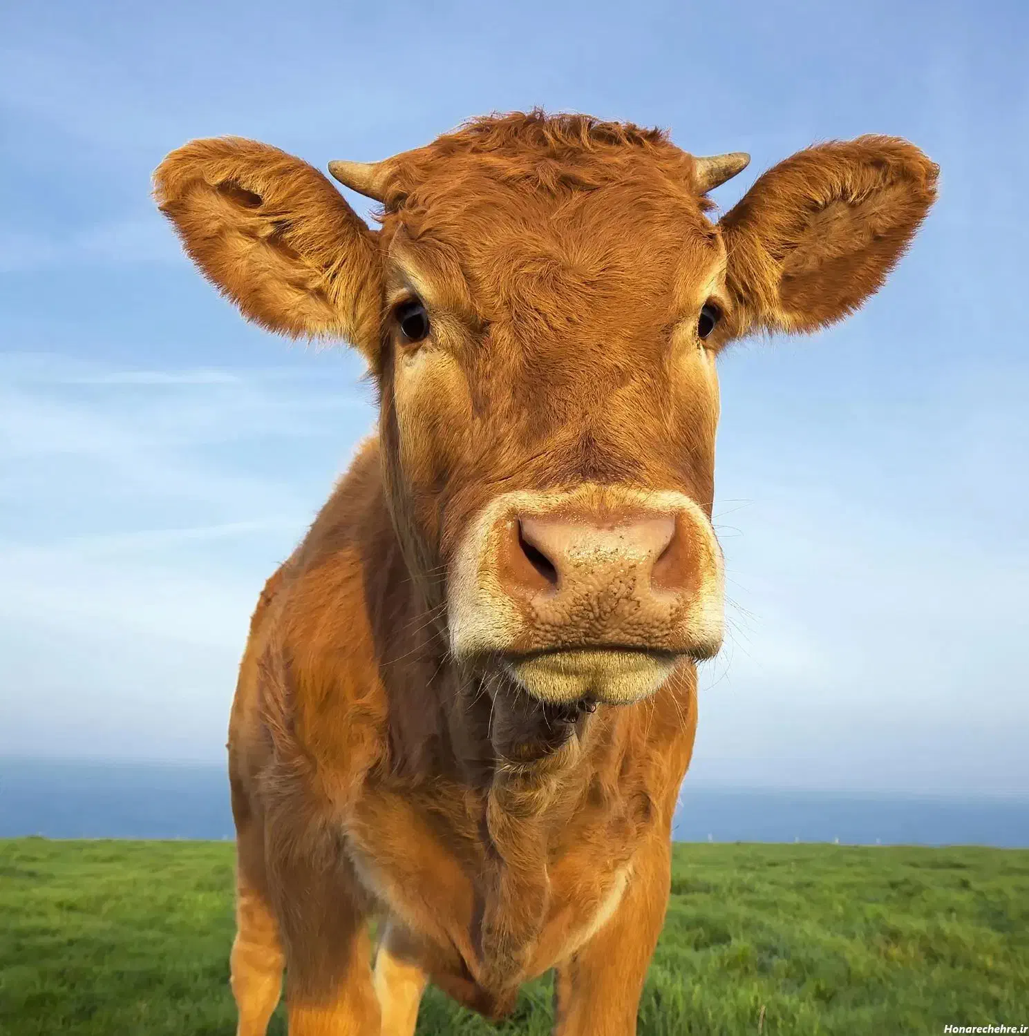 شیرو ماست محلی|خوردنی و آشامیدنی|رشت, یخسازی|دیوار