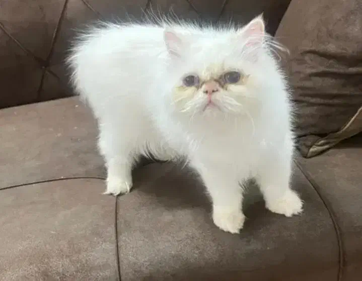 گربه پرشین|گربه|سراوان, |دیوار