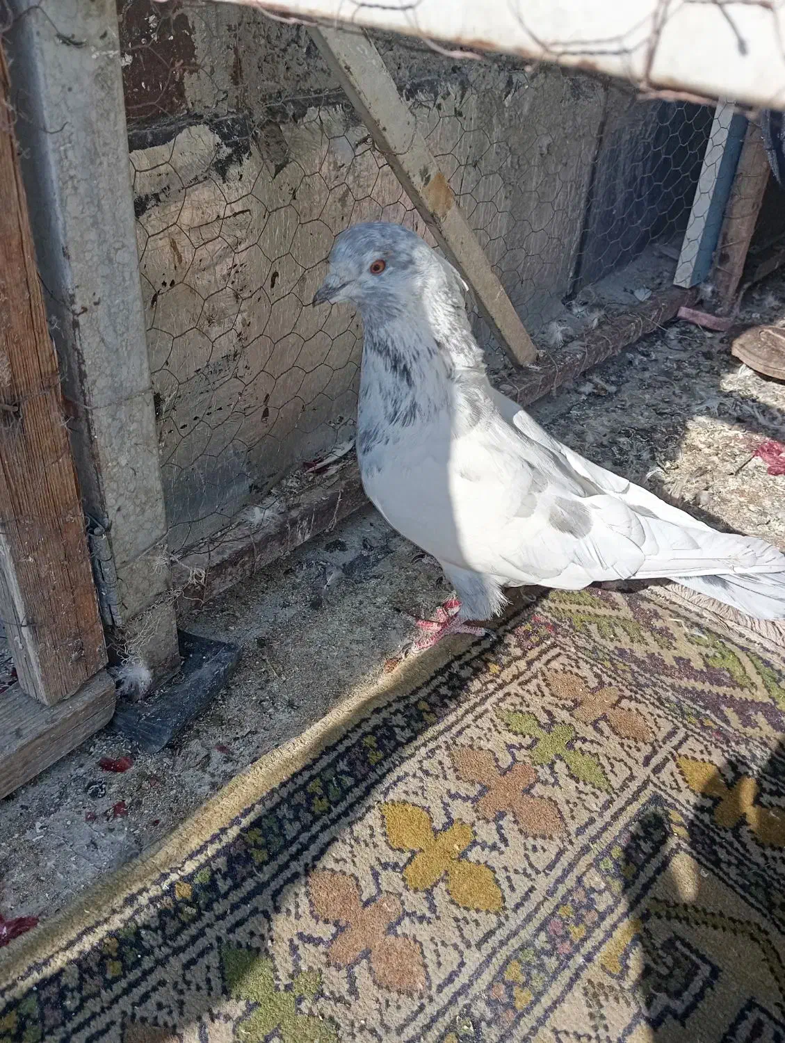 کبوتر هوایی|پرنده|بومهن, |دیوار