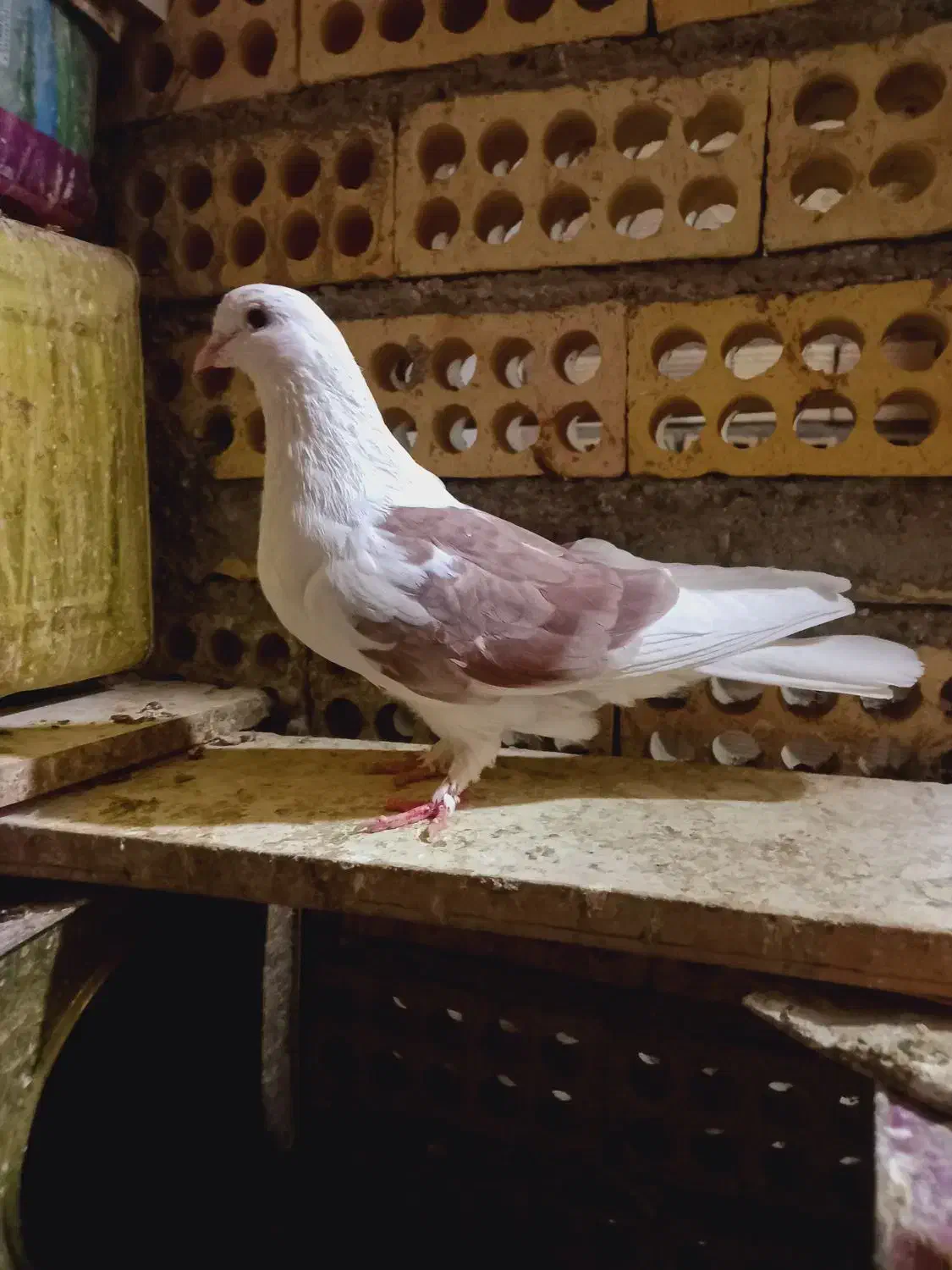 کبوتر دوکت ماده پنجه زده شکار|پرنده|خمینی‌شهر, |دیوار