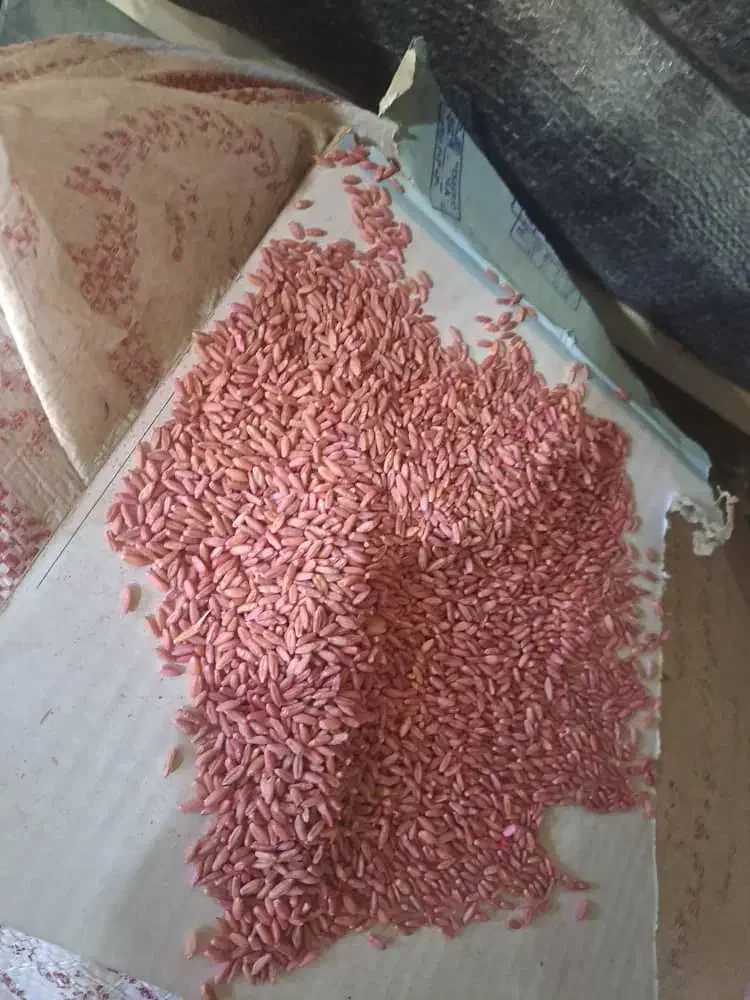 گندم بذری اوکراینی|خدمات باغبانی و درختکاری|بوکان, |دیوار