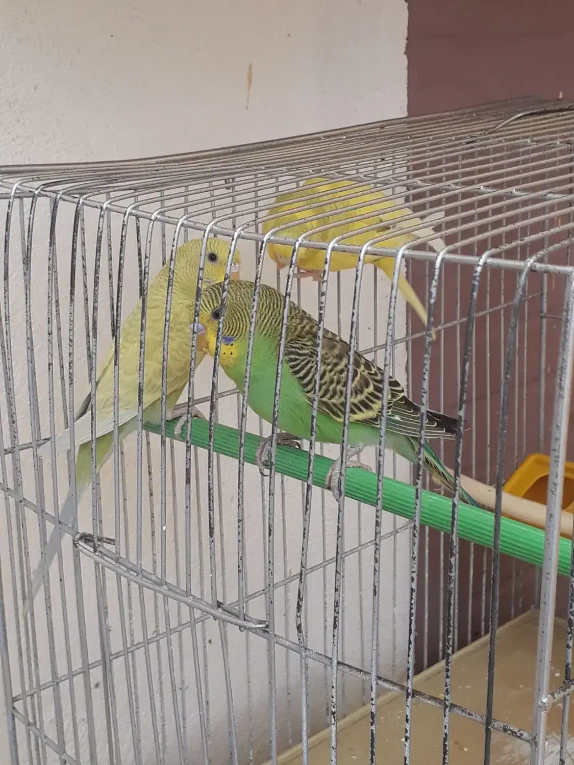 مرغ عشق|پرنده|محمدیه-قزوین, |دیوار