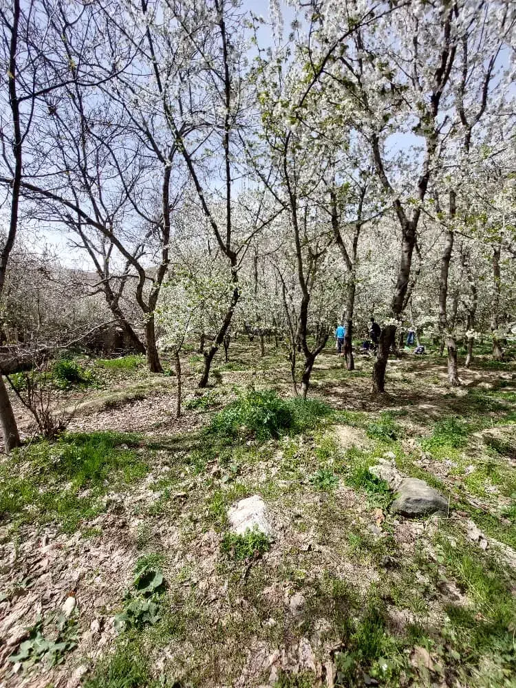 ۱۵۴۵ متر زمین باغ واقع در سنگان|فروش زمین و ملک کلنگی|تهران, جنتآباد شمالی|دیوار