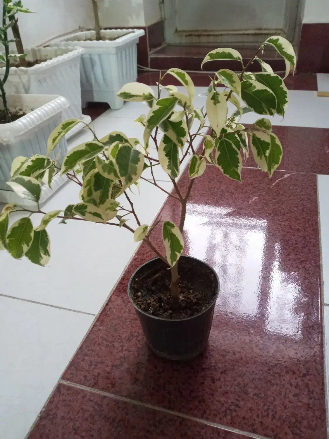 گل بنجامین در انواع سایز|گل و گیاه طبیعی|ارومیه, |دیوار