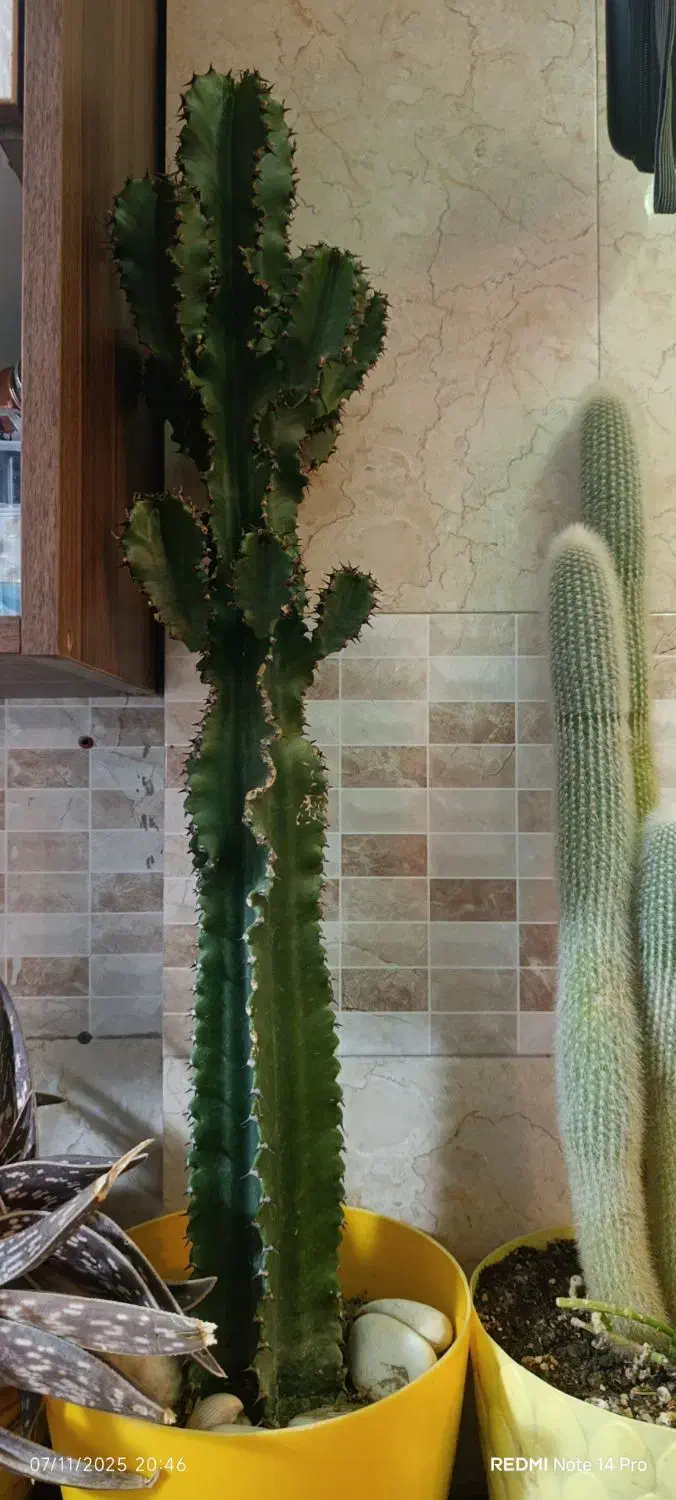 گل گیاه|گل و گیاه طبیعی|جاجرود, |دیوار