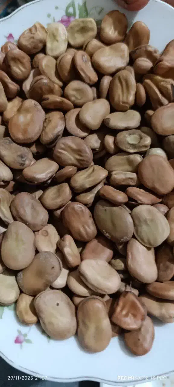 باقالی خشک گرگان|خوردنی و آشامیدنی|مشهد, رضاشهر|دیوار