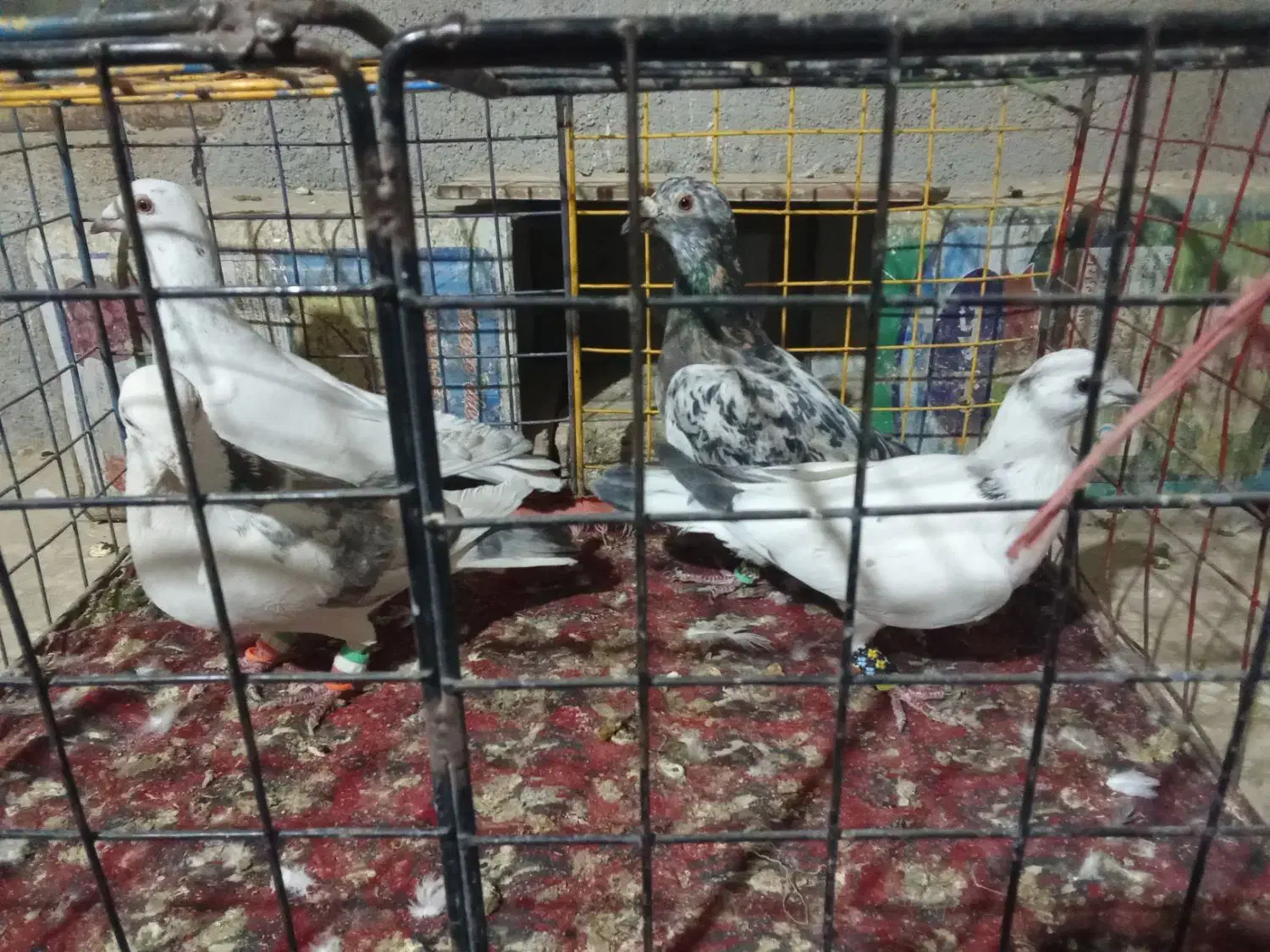 کبوتر|پرنده|نیشابور, شهید بهشتی|دیوار