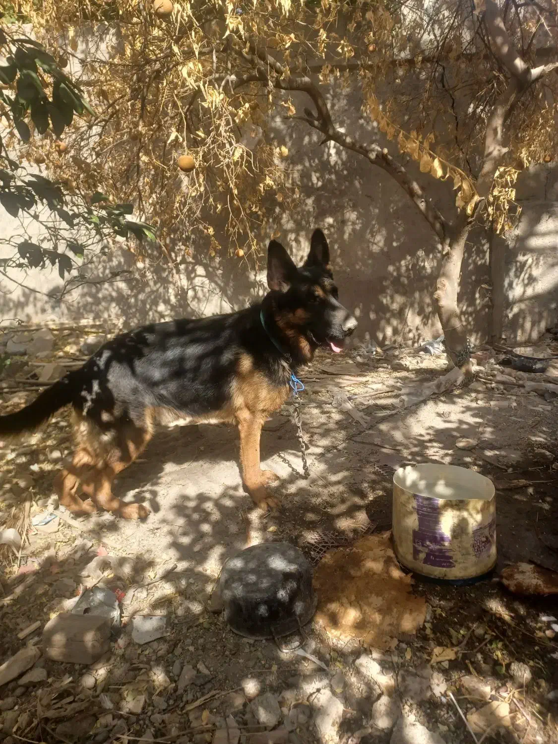 سگ کینگ،،|سگ|درب بهشت, |دیوار