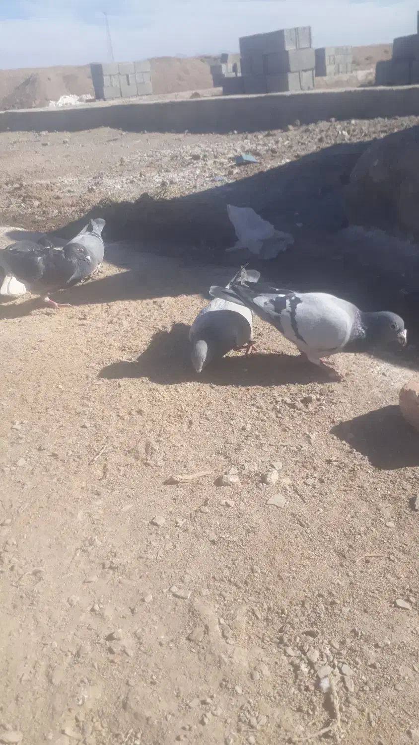 چندعددکبوترفروشی|پرنده|کورین, |دیوار