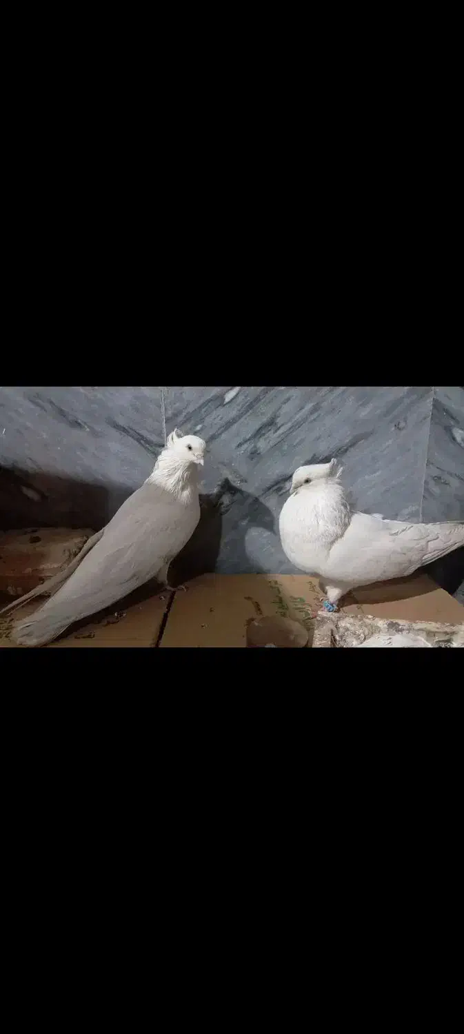 کبوتر|پرنده|بومهن, |دیوار