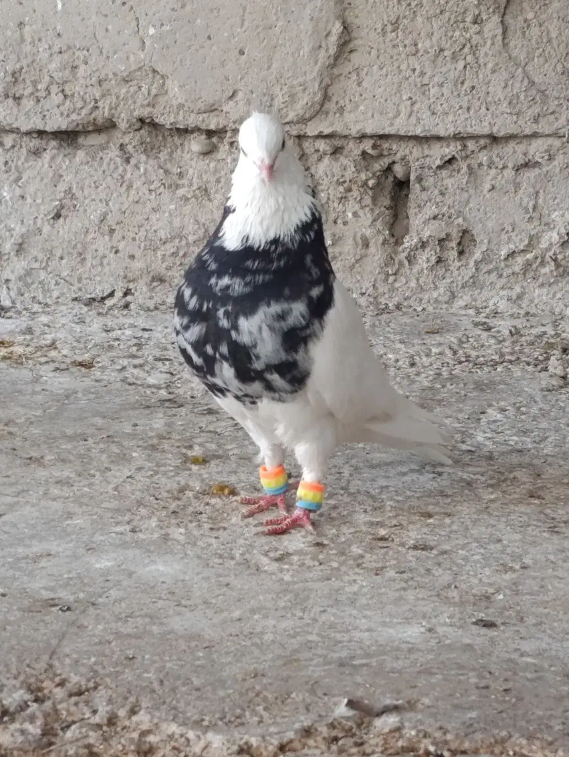 نر طوقی هفت‌رنگ سیاه|پرنده|بندر ماهشهر, |دیوار