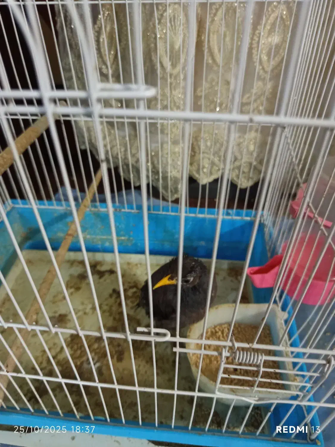 مرغ مینا|پرنده|شوشتر, |دیوار