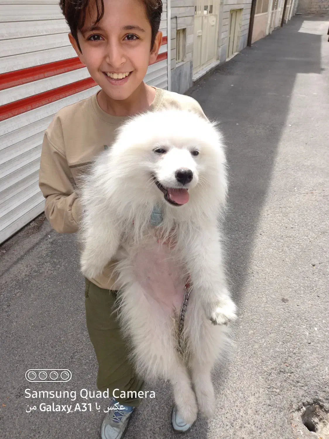 ساموئد ۷ماهه باشرایط خاص رایگان واگذارمیشود|سگ|تبریز, |دیوار