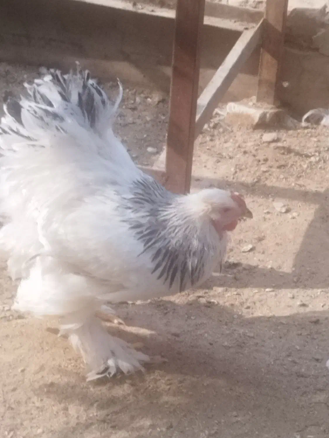 فروش تخم برهما لایت|حیوانات مزرعه|یزد, |دیوار