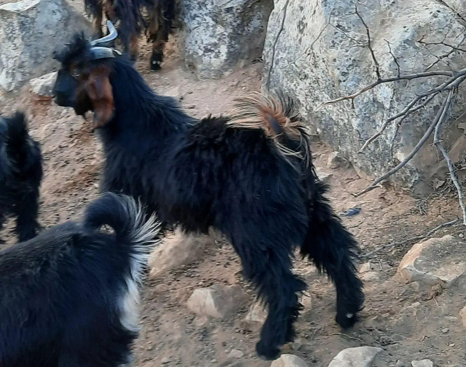 فروش یک راس کهره نر|حیوانات مزرعه|دوگنبدان, |دیوار