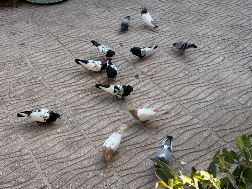 کبوتر|پرنده|قشم, |دیوار