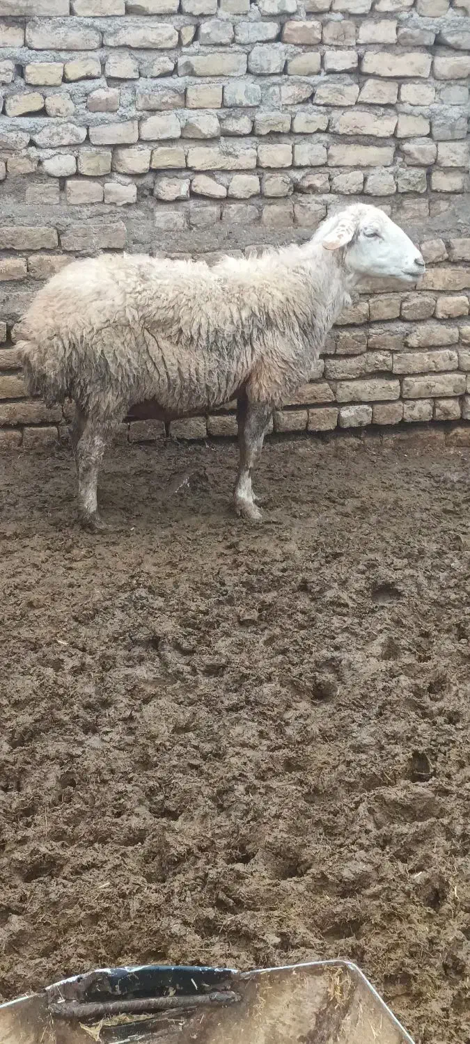 میش بز|حیوانات مزرعه|تربت‌حیدریه, پائین ولایت|دیوار