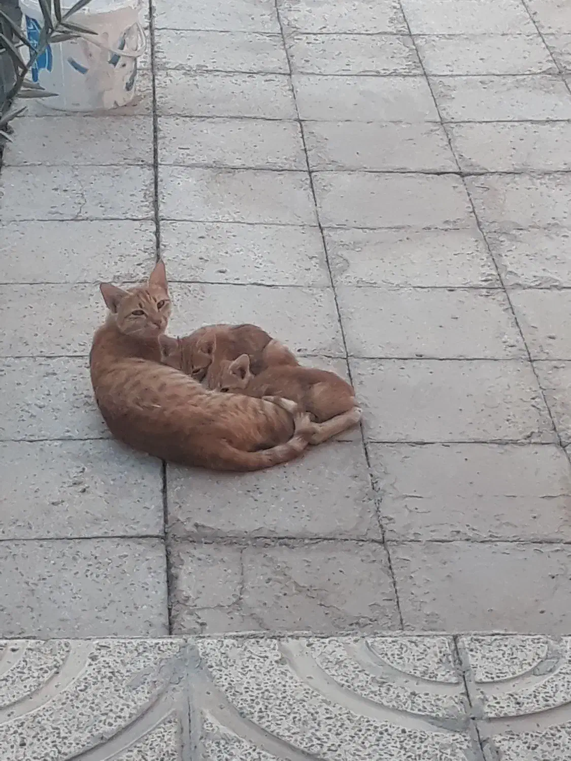 گربه|گربه|کوهدشت, |دیوار