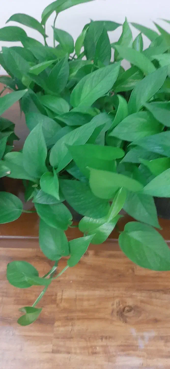 گل پتوس|گل و گیاه طبیعی|پرند, فاز ۳|دیوار