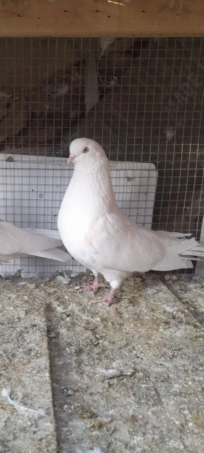 فروش۳کبوتر تهرونی چشم نوک سفید و سفید پر|پرنده|شهرکرد, |دیوار