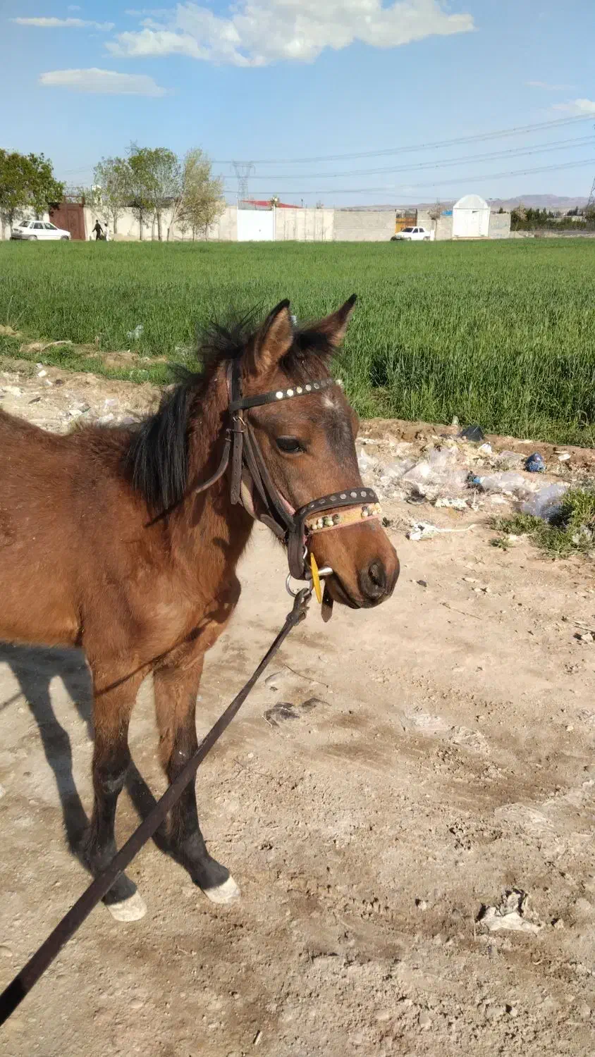 اسب|اسب و تجهیزات اسبسواری|کهریزک, |دیوار