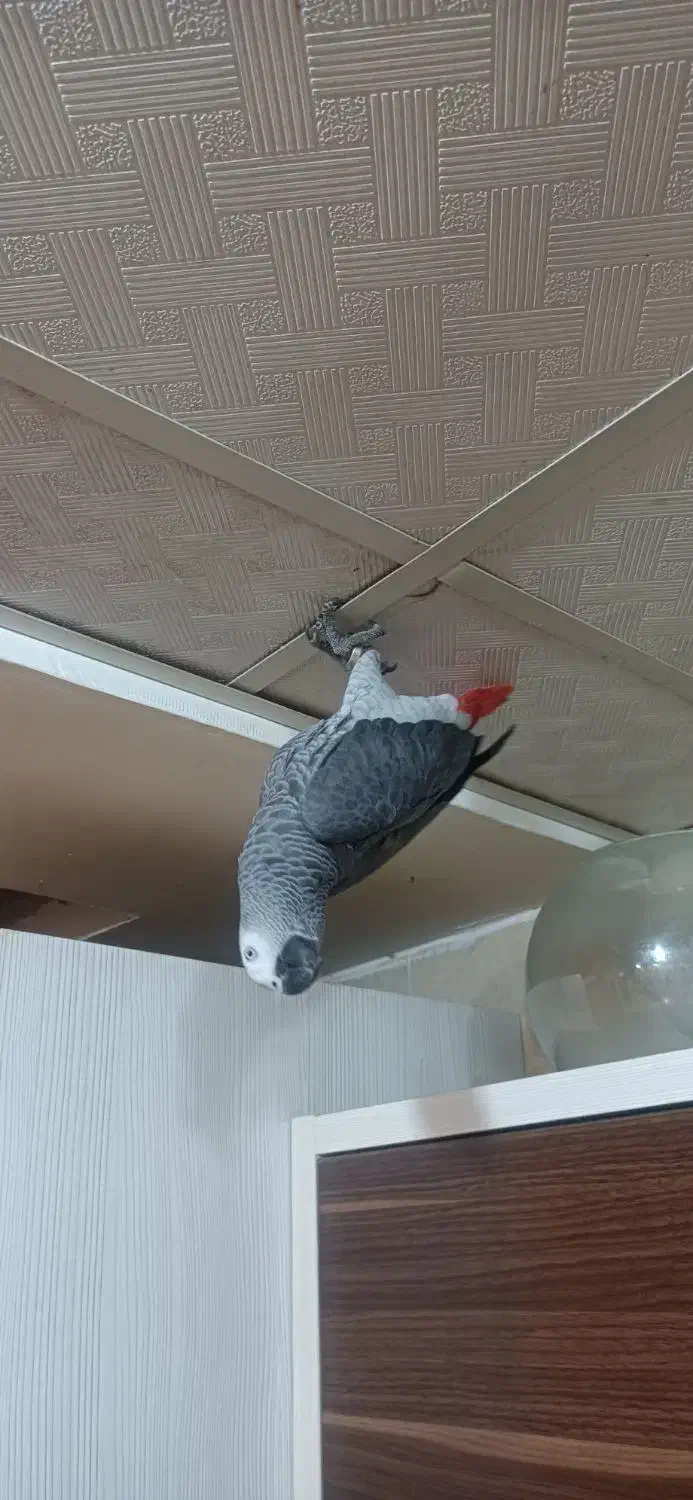 کاسکو گمشده|پرنده|آبادان, |دیوار