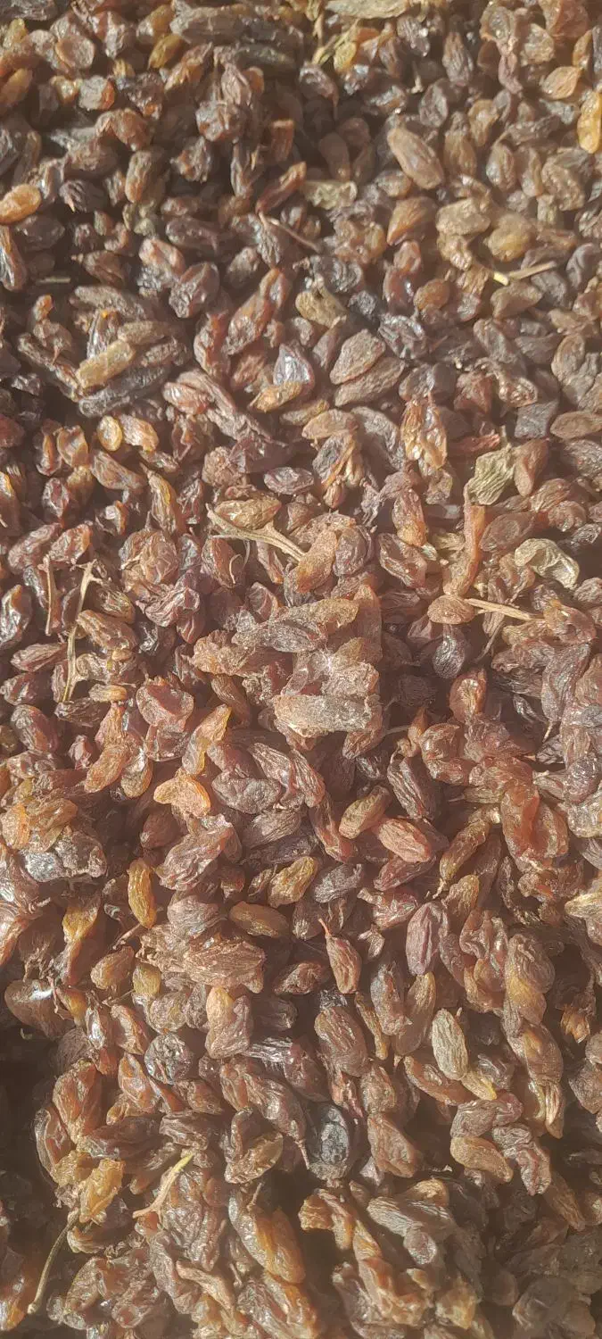 گله افتابی کشمش|خوردنی و آشامیدنی|نیشابور, فضل|دیوار