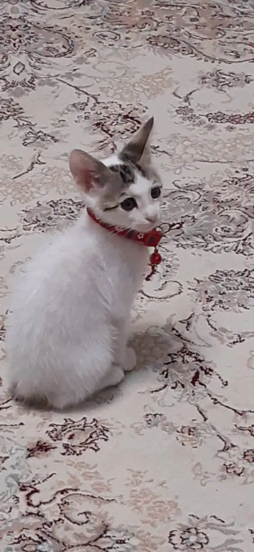 گربه|گربه|رشت, جماران|دیوار