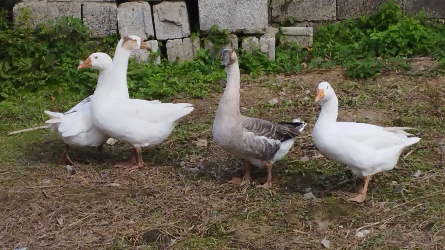 قوغاز و غاز|حیوانات مزرعه|شلمان, |دیوار