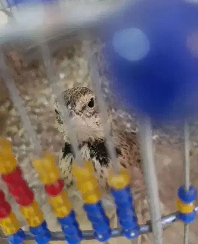 سهره خاکی|پرنده|کرمانشاه, |دیوار