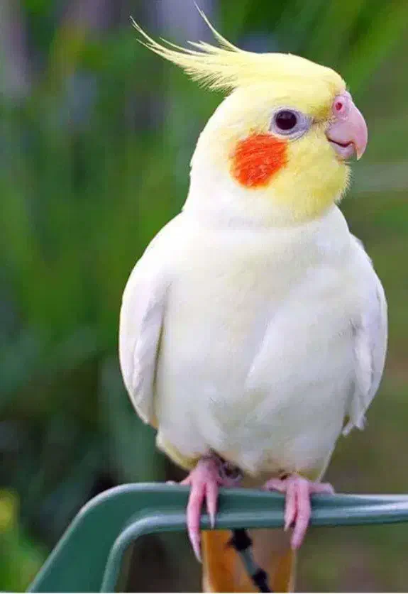 عروس هلندی پیدا شده|پرنده|زنجان, |دیوار