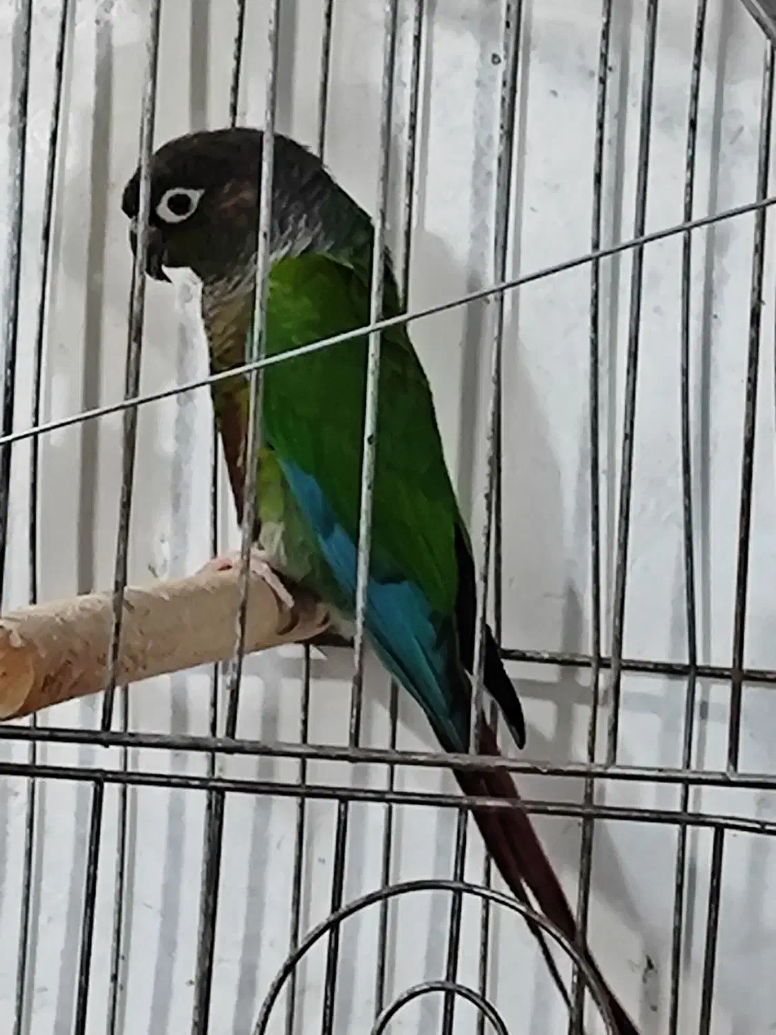 طوطی گرینچیگ مست مست حلقه دار سالونی|پرنده|هندیجان, |دیوار