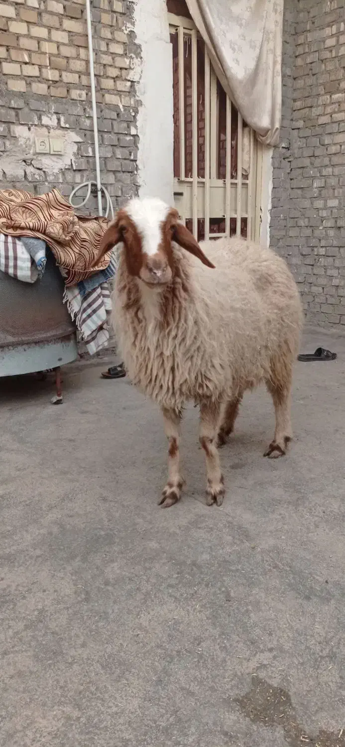 گوسفند|حیوانات مزرعه|اهواز, منازل کارون|دیوار