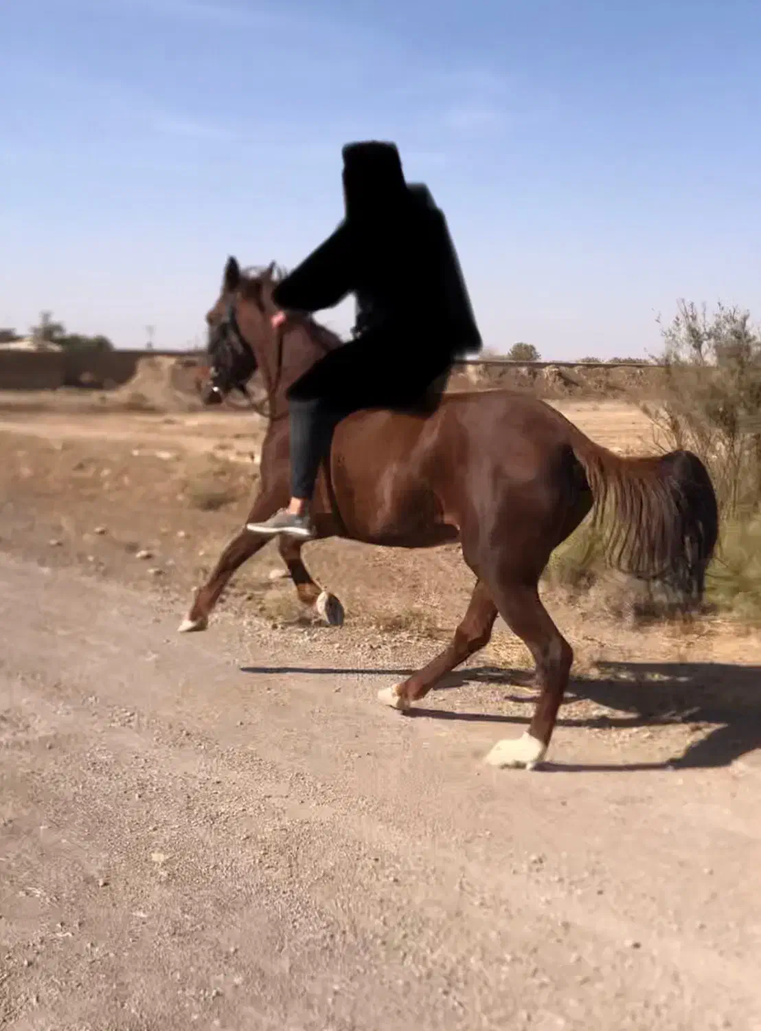 مادیون عرب ترکمن|اسب و تجهیزات اسب‌سواری|قزوین, |دیوار