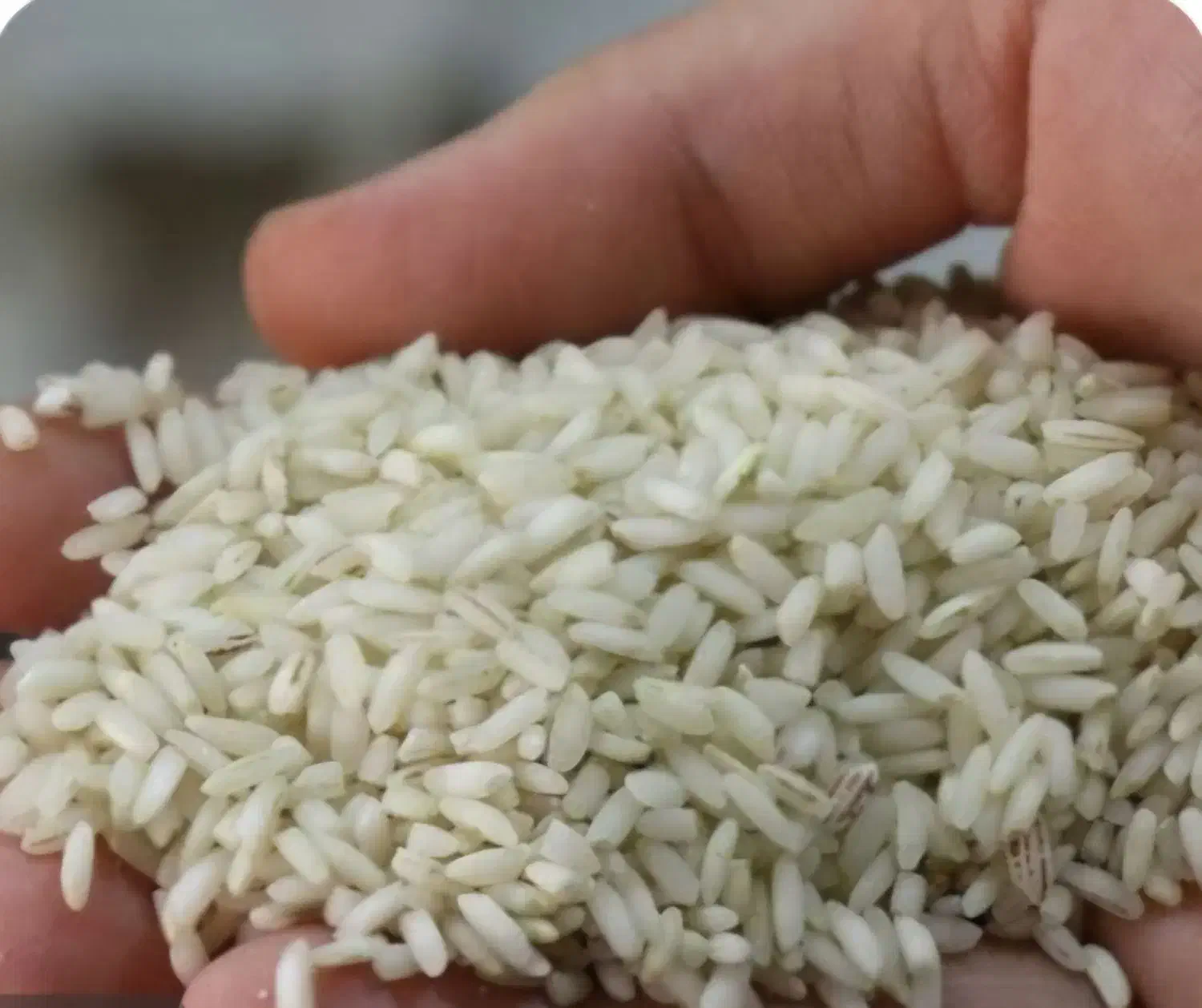 برنج عنبر بو|خوردنی و آشامیدنی|شوشتر, |دیوار