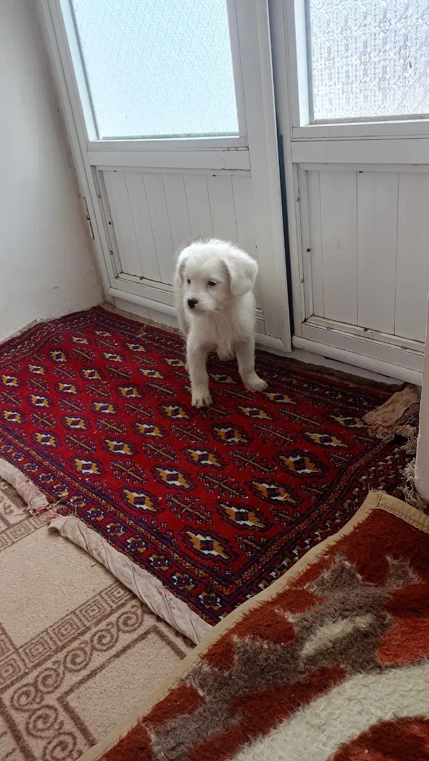 پاکوتا|سگ|صوفیان, |دیوار