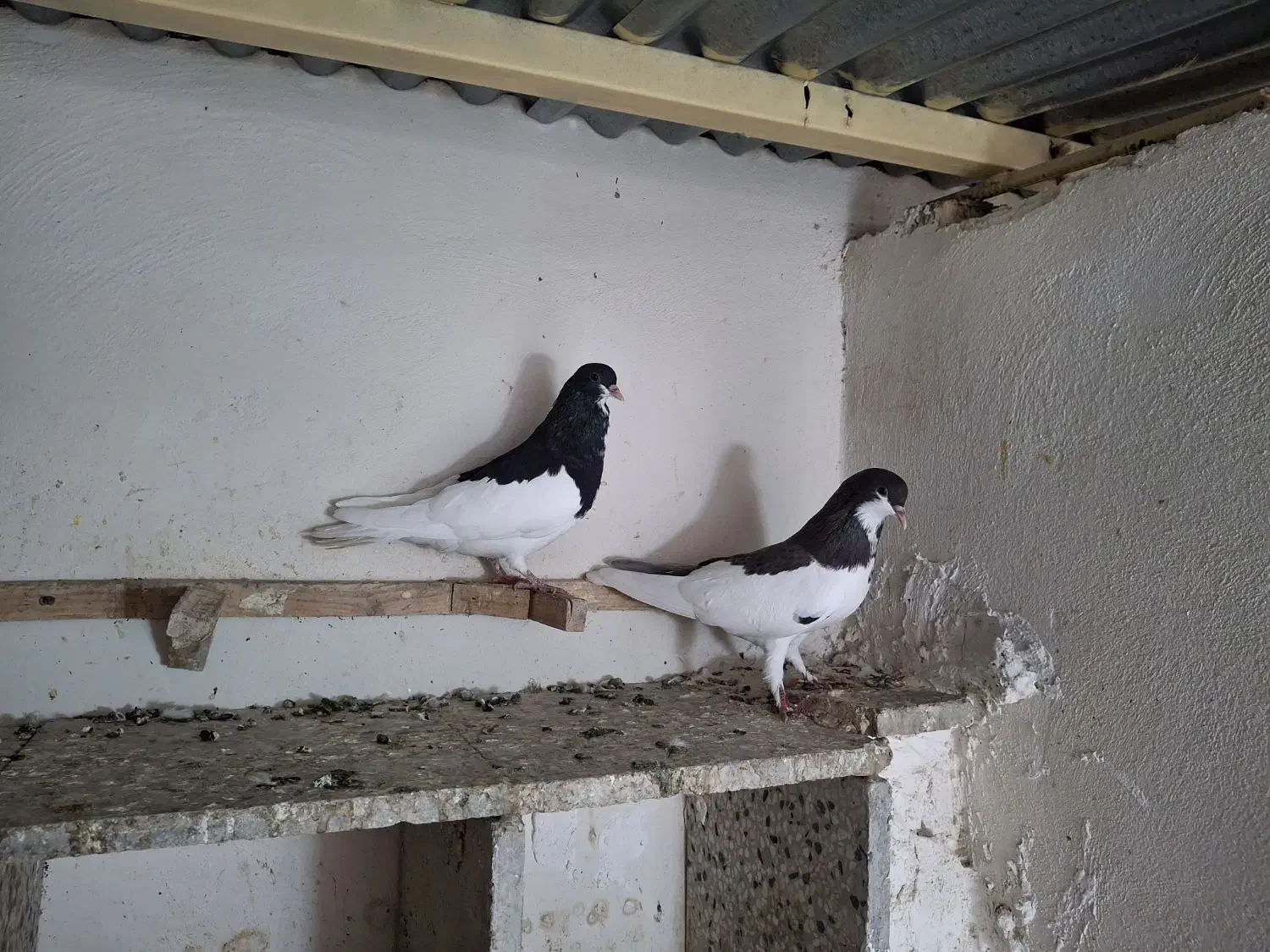 کبوتر شهری چپ، یال|پرنده|بوشهر, |دیوار