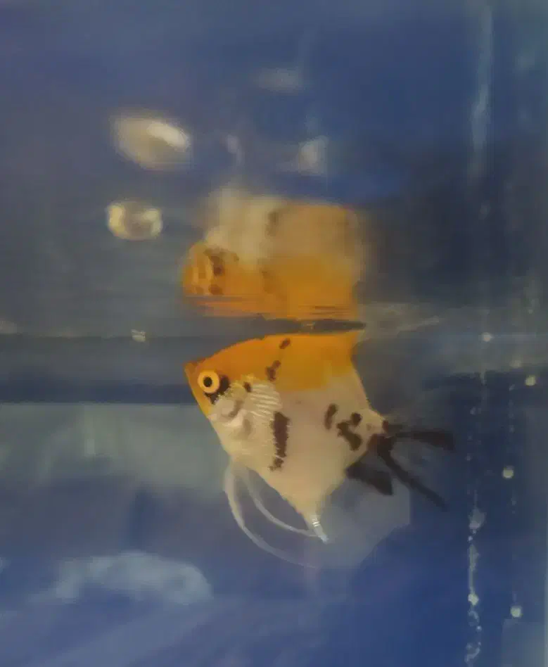 فروش ماهی|ماهی|فسا, |دیوار