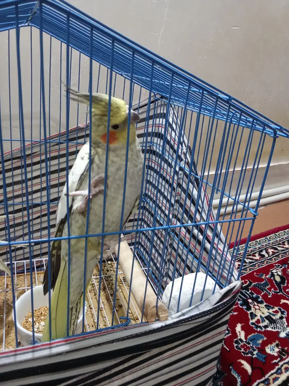 عروس هلندی مرواریدی ماده|پرنده|سجاس رود, |دیوار