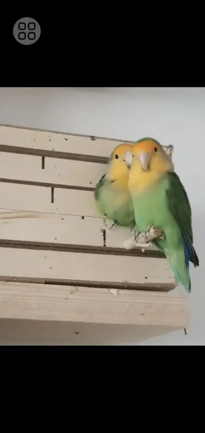 طوطی برزیلی|پرنده|فردیس, دهکده|دیوار