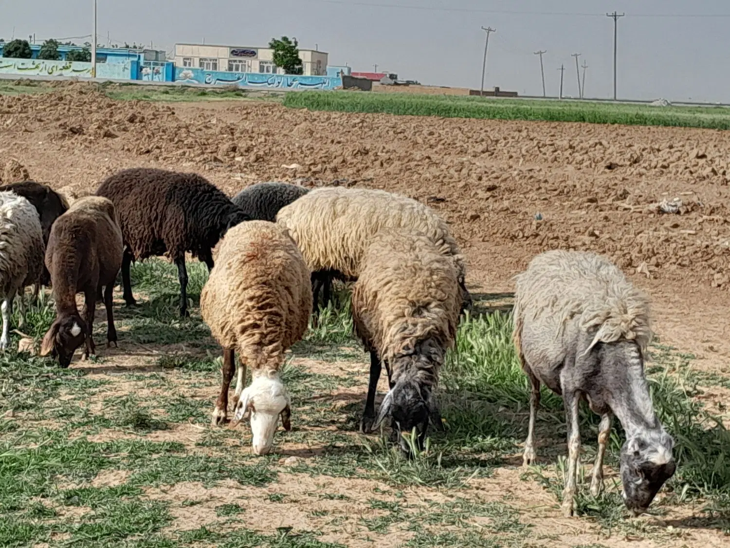 میش|حیوانات مزرعه|قم, بکایی|دیوار
